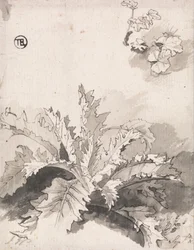 Study of a Thistle and Other Plants, Sept. 8